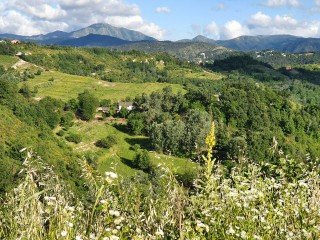 Azienda Agricola Il Burlino