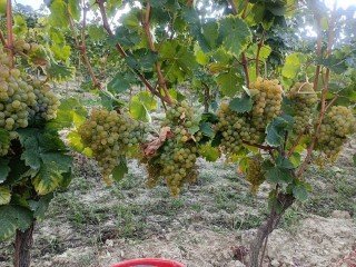 Azienda Vitivinicola Benzo Oscar