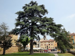 Palazzo Callori
