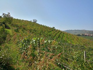 OASI DI  MASTARONE