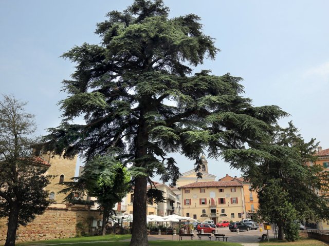 CASA CULTURALE "CONFRATERNITA DELL'ARTE"