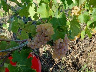 Banfi - Casa Surì